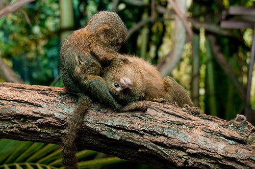 The Pygmy Marmoset