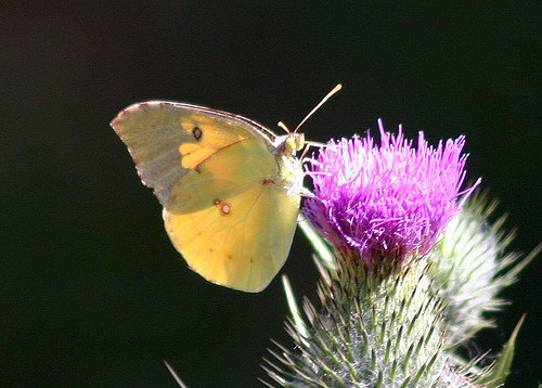 California Dogface Butterfly