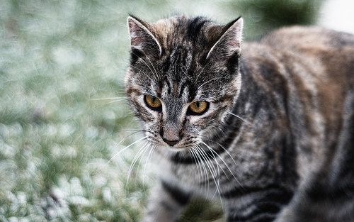 Feline Friendz in Nebraska