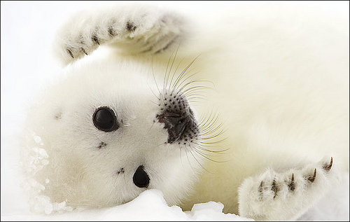 Harp Seal