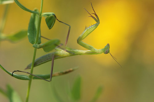 European Mantis