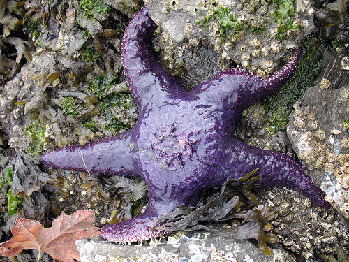 A Starfish Has No Brain