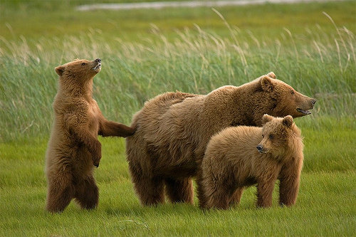 Bear Attack