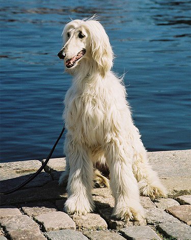 Afghan Hound