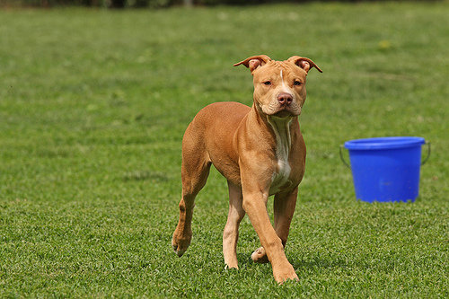 American Pit Bull