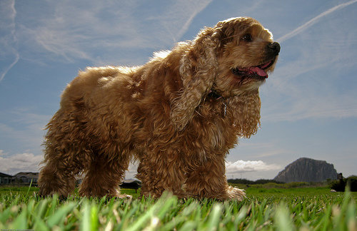 Cocker Spaniel