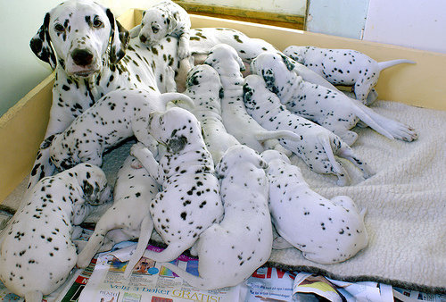 Dalmatian