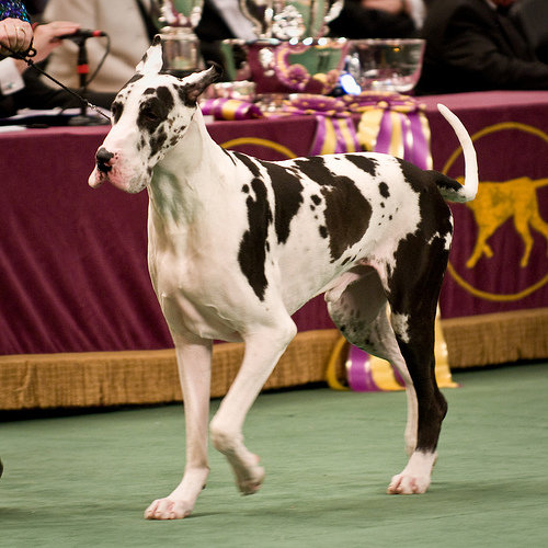 Great Dane