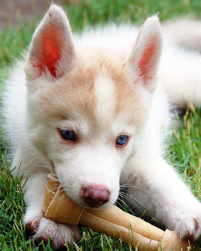 Siberian Husky