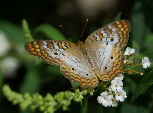 When I Think of a Butterfly, I Think of Flutterby