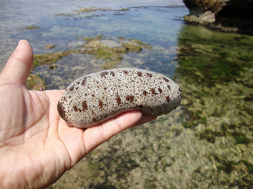 Sea Slugs