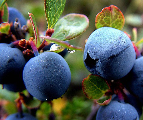 Blueberries