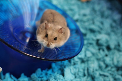 Do Not Bathe Your Hamster