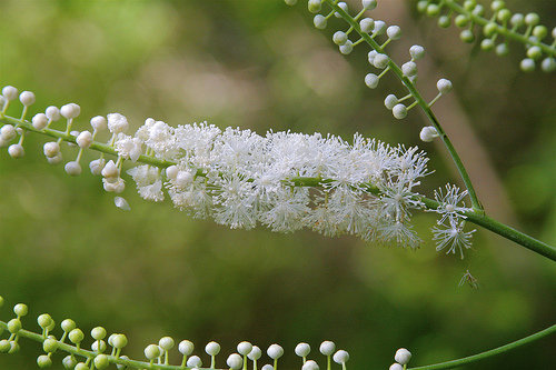 Black Cohosh