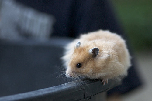 The Hamster Needs Exercise