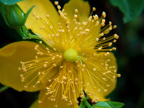 St John’s Wort