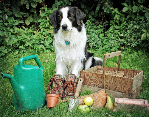 The Dog Listens