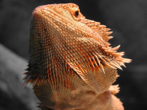 How Old is Your Bearded Dragon?