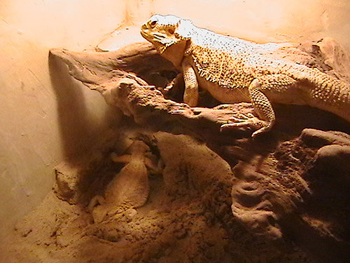 bearded dragon diy incubator