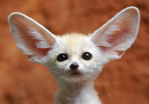 Fennec Fox