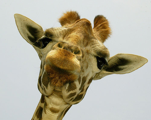 Giraffe