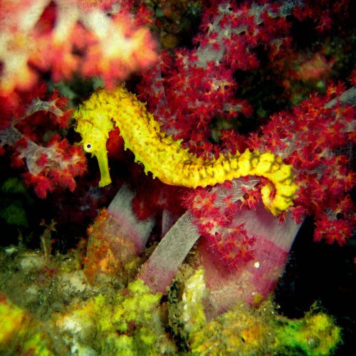 Seahorse