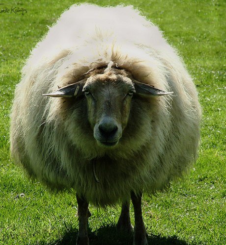 Sheep