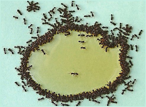 Ants