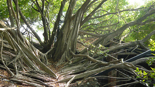 Green Magic Tree Houses in India