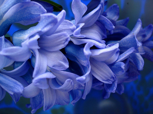 Hyacinth