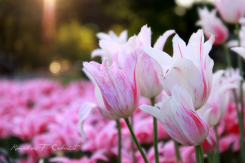 Tulips