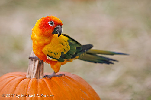 Love the Jack-o-Lanterns