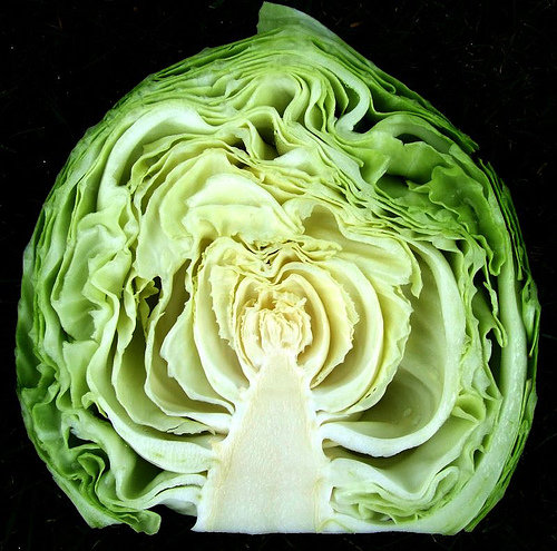 Cabbage