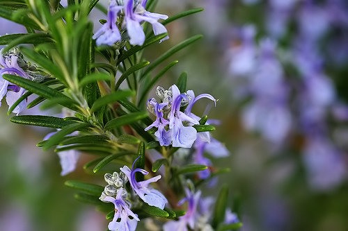 Rosemary