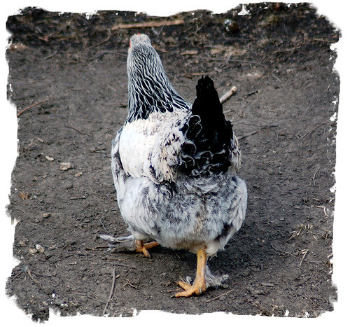 Choose the Right Type of Chicken