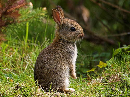 Brush Long-haired Rabbits