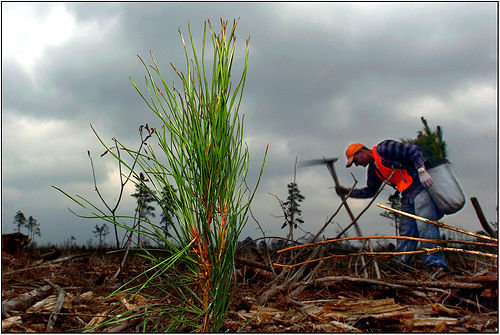 Plant a Tree