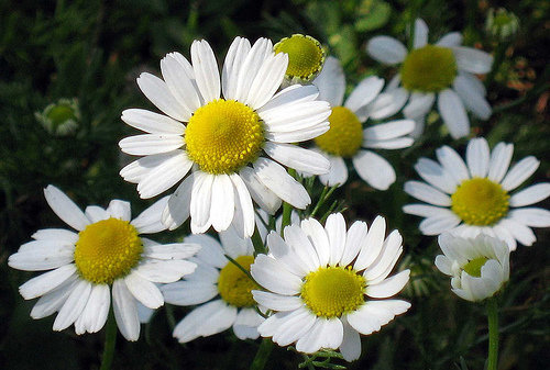 Chamomile