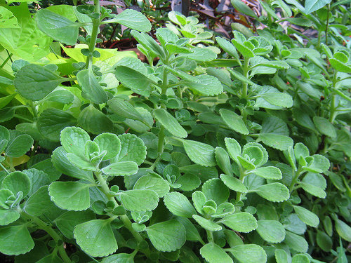 Oregano