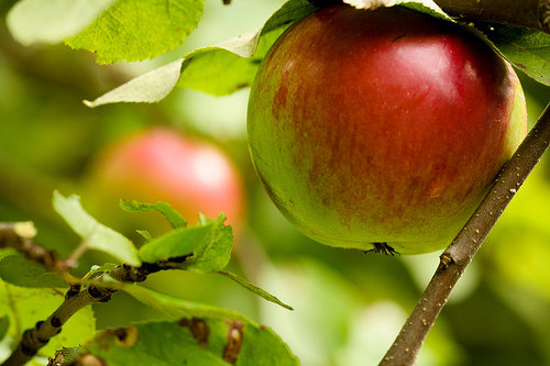 Apple Picking