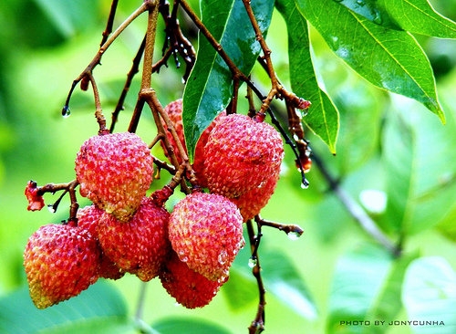 Litchi Fruit