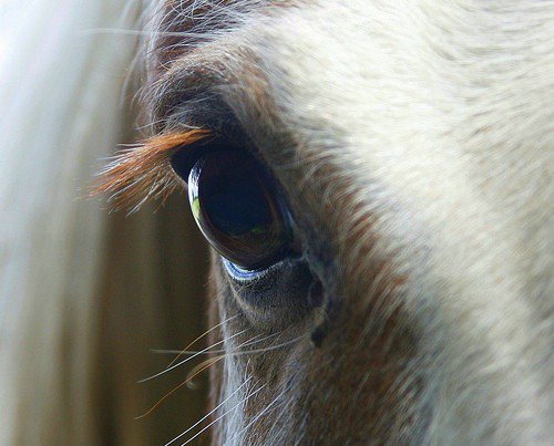 Horse Riding