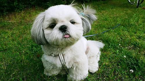 Shih Tzu