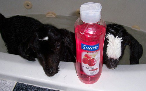 Suave Shampoo Range