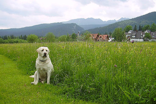 Locate Pet-friendly Campsites along the Route