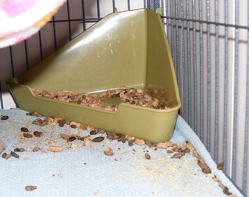 Clean the Litter Box Often