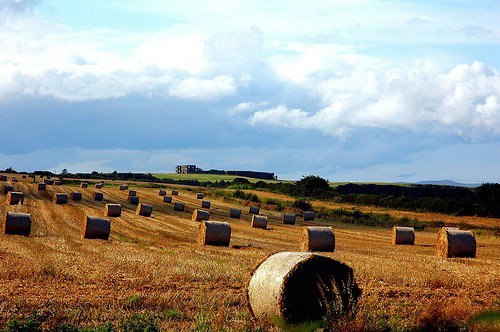 Build a Holder for Hay into the Pen