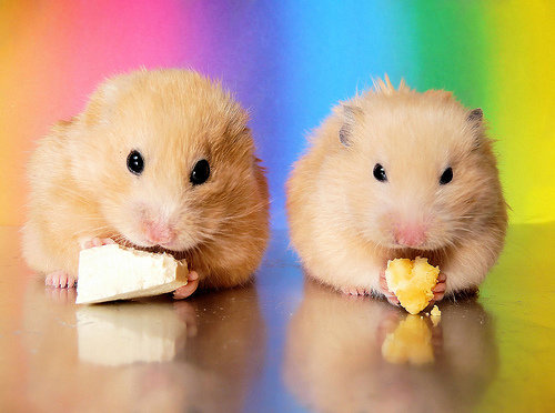 Try out Different Hamster Foods