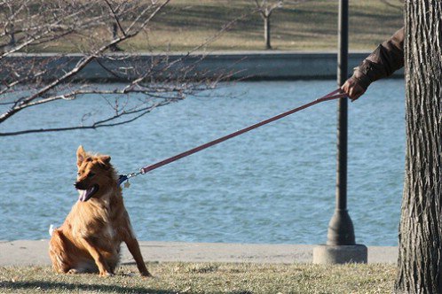 Give Him Time to Get Used to the Leash