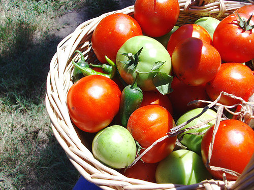 Harvest!